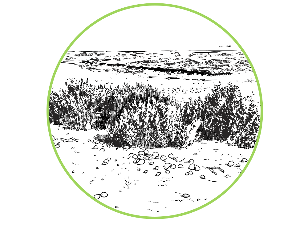 HATTERAS - KING'S